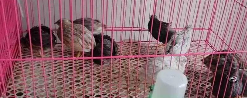 芦丁鸡生长发育的温度要求