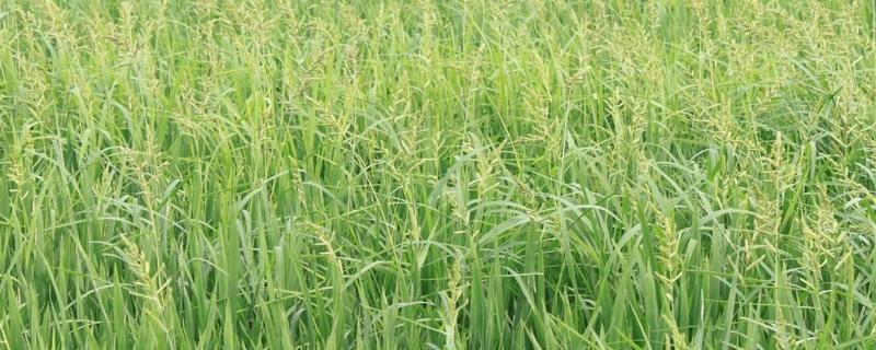 防治青稗草该选用什么除草剂