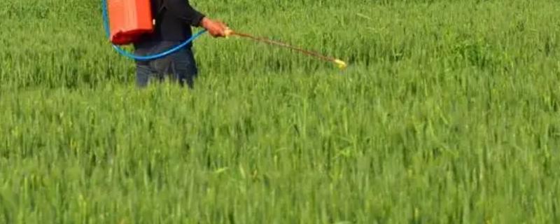 代森锰锌不可以和哪些农药进行混用，具体有哪些禁忌事项