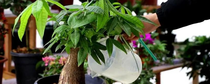 复合肥给发财树该怎么使用呢