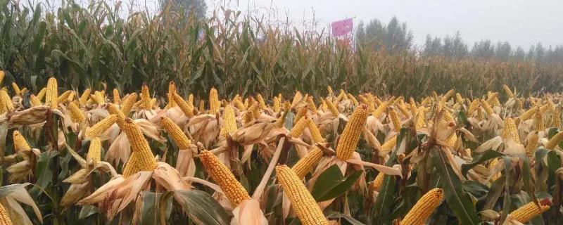 先玉1225玉米品种介绍详情，关于它的特征特性及栽培技术要点有哪些
