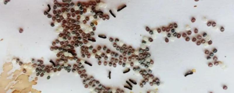 蚕卵孵化究竟需要具备哪些具体的条件