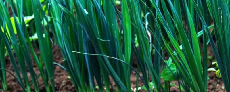 韭菜收割之后需要等待几天才能浇水，大概要在几天之后才能开始施肥呢