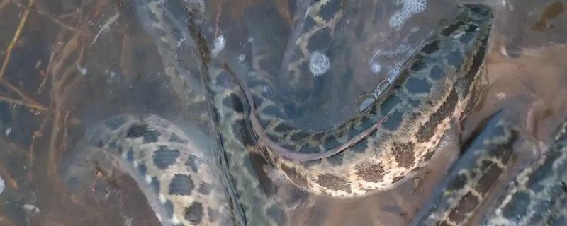 黑鱼的生活环境包含哪些，它的具体特征和习性是什么