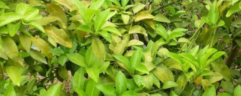 氮肥过量施用会造成哪些问题，具体会产生什么严重的负面后果