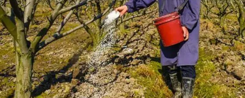 氮肥几月施，具体几月施加好