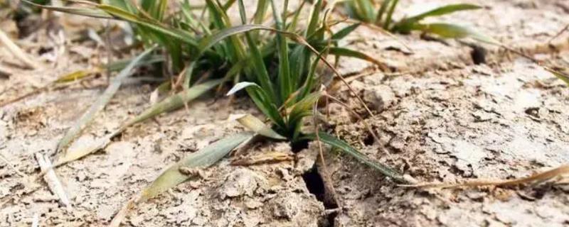 氮肥施用时，哪一种最容易导致土壤严重板结