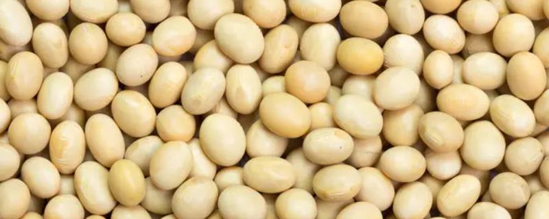 黄豆属于氮肥还是属于钾肥呢