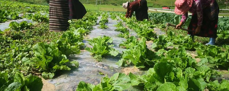 氮肥可以直接兑水用来浇菜吗，具体的使用方法和注意事项有哪些