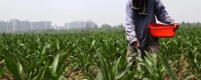 究竟为什么要给植物施加氮肥呢