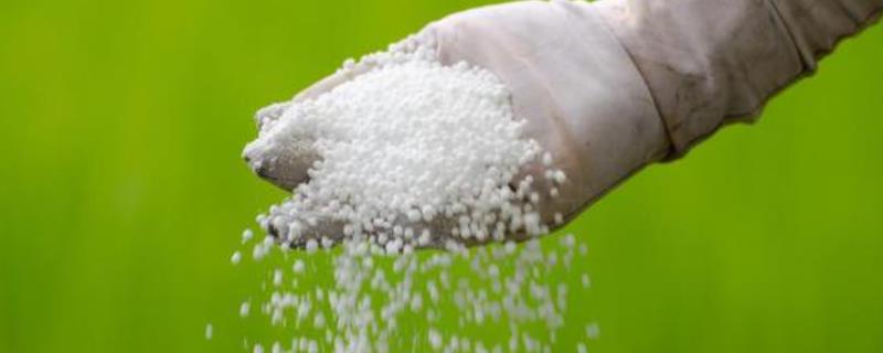 常用的植物氮肥品种有哪些，它们分别都具有什么样的作用呢