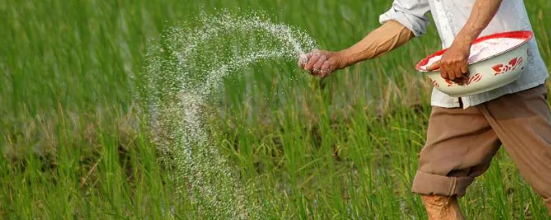 氮肥施入过多会对植物产生什么负面影响，它的具体表现症状有哪些