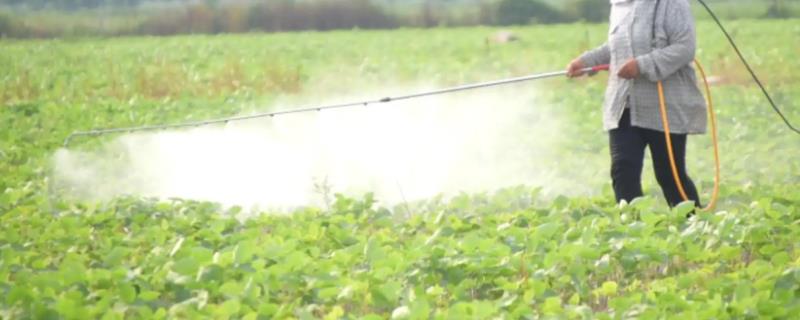 氮肥进行叶面喷施的效果好吗