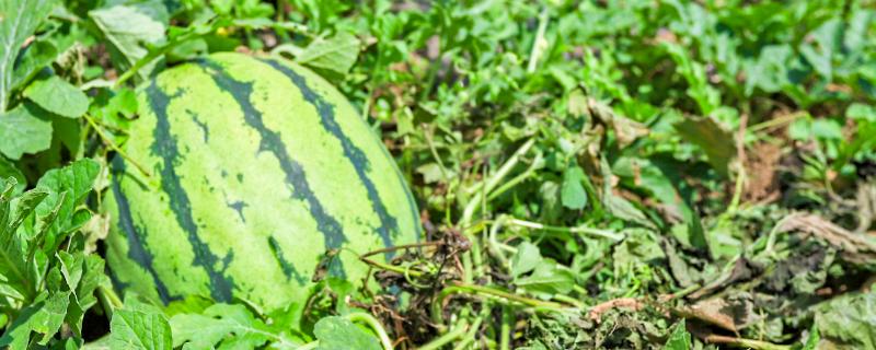 西瓜究竟适合在什么样的土壤环境中生长