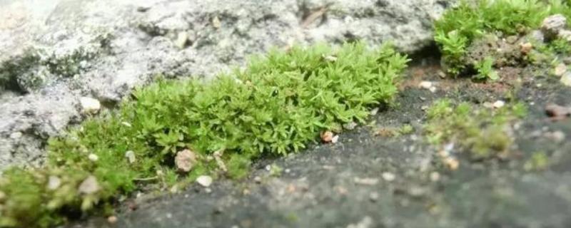 使用西草净清除青苔到底可以吗