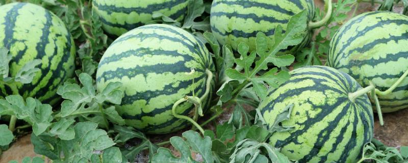 西瓜要施什么肥比较好，什么样的肥料才能让西瓜长势更旺盛呢