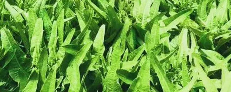 油麦菜在几月份播种最为合适呢