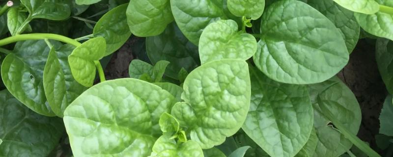 木耳菜到底在几月份种植呢