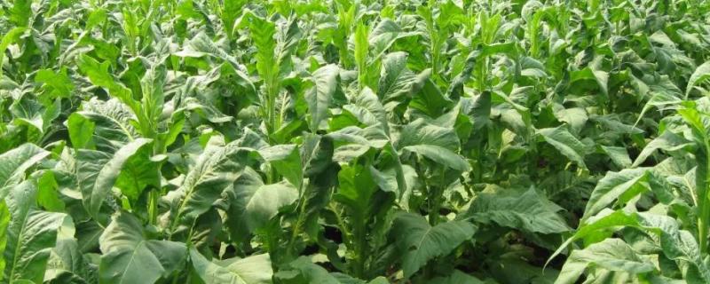 烟草花叶病毒病具体用什么药，防治这种病害的高效药物有哪些