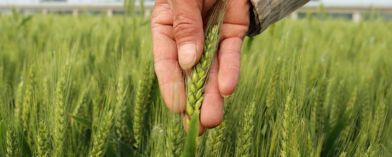 鲁研128小麦品种的详细介绍有哪些内容