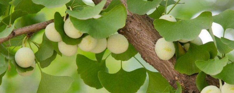 白果现在多少钱一斤，白果应该在什么时候种植比较合适