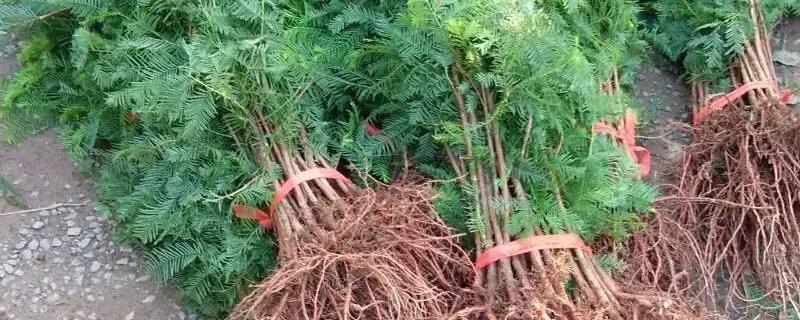 美国红杉树苗一棵售价大概多少钱，并附上详细的种植要点