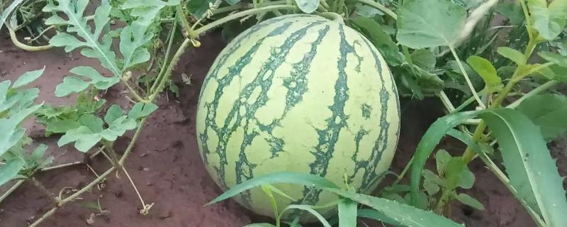 8424西瓜在什么季节进行种植最好呢