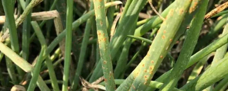 葱患上锈病后应该如何进行治疗，具体的防治手段有哪些