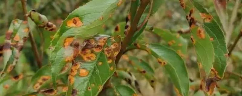 松脂酸钠的使用，具体的注意事项