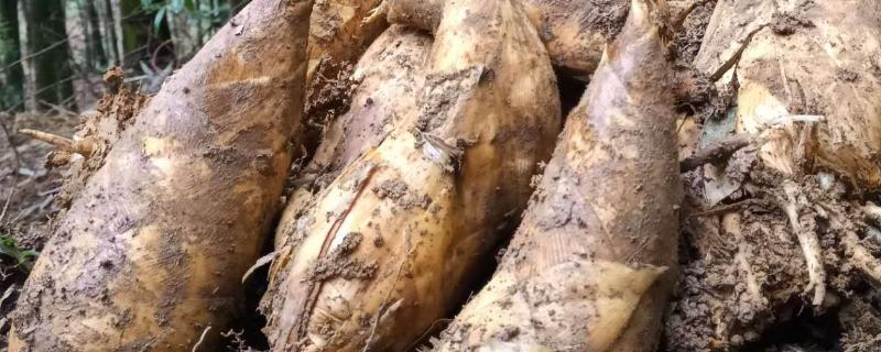 冬笋具体是在什么时候开始采挖的呢，以及其最佳采挖时机如何判断