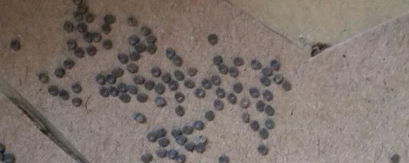 蚕卵孵化过程中最适宜的温度