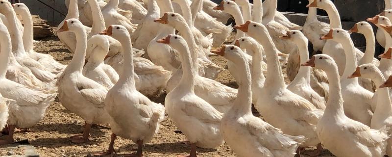 大鹅无法站立该用什么药，大鹅瘫痪不起应当如何科学用药处理