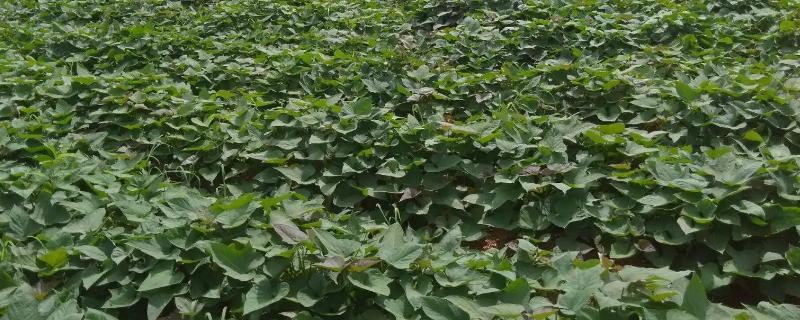 红薯在苗床期应该如何进行浇水，具体的灌溉方法有哪些