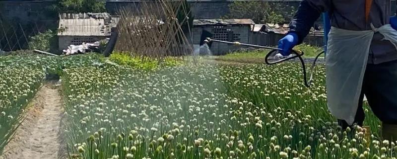 阿维菌素防治线虫的每亩使用量是多少，附带介绍该杀虫剂具有哪些具体的作用特点