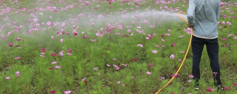 氧化乐果主要防治哪些害虫呢