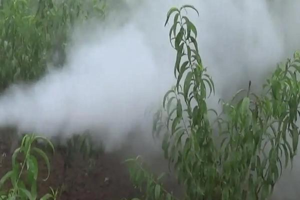 氧化乐果主要打什么虫