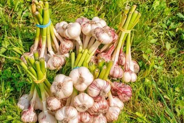 大蒜什么时候成熟?大蒜收获时间