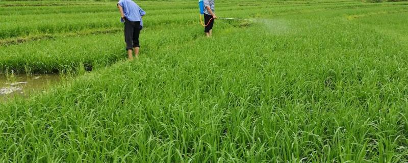 阿米妙收农药到底可以防治哪些病害呢