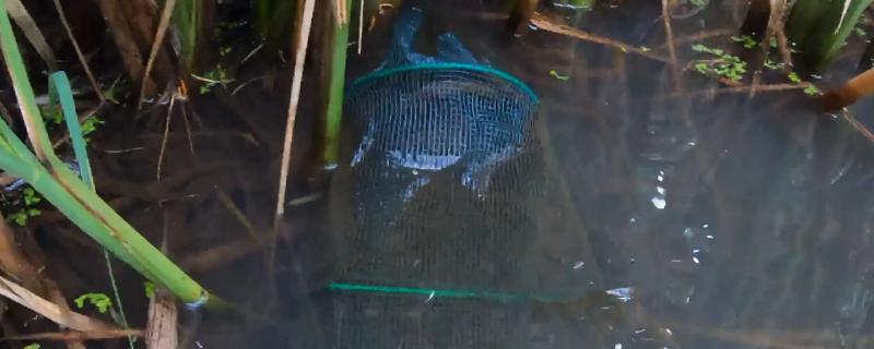 地笼捕捉黄鳝如何才能又快又多呢