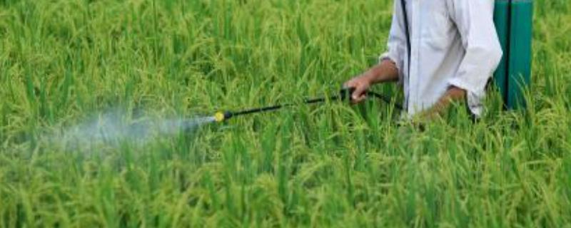 甲维盐与氯氰菊酯都能击杀哪些害虫，它们的杀虫范围具体包括什么种类