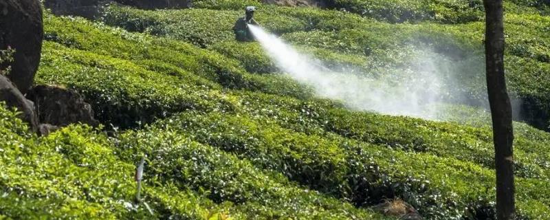 乐果农药的残留期限具体是多少天