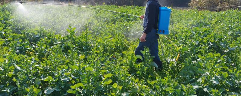 甲维盐对钻心虫到底有没有效，针对这种害虫的使用效果如何呢