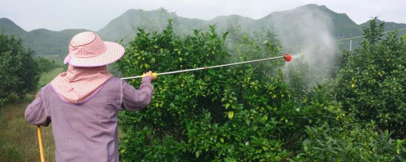 乐果农药主要适合杀哪些害虫呢