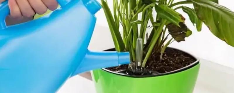 复合肥用来浇花时兑水比例是多少，这种肥料具体的使用方法和注意事项有哪些