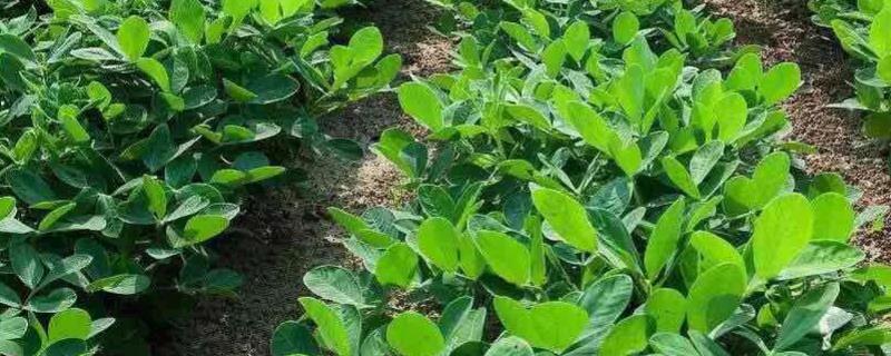 花生追肥在什么时候进行效果比较好，花生具体的追肥方法有哪些