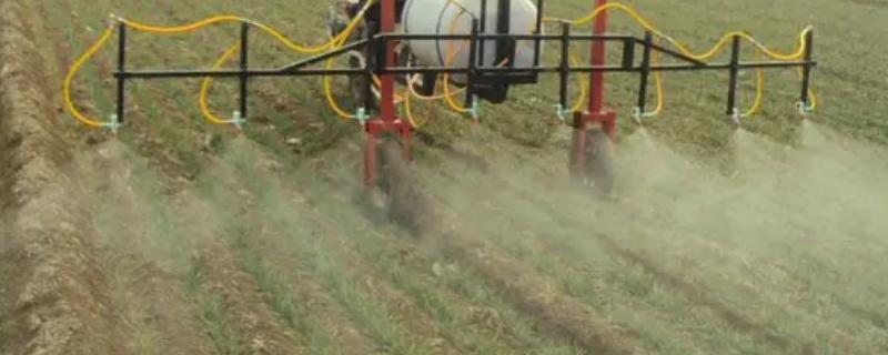 氯氟吡氧乙酸对玉米是否安全，玉米施用氯氟吡氧乙酸会有药害吗