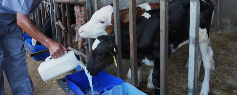新生的牛犊究竟应该怎样去喂养它