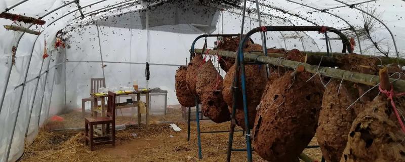 如何人工诱导胡蜂筑巢，具体的人工诱导筑巢方法是什么