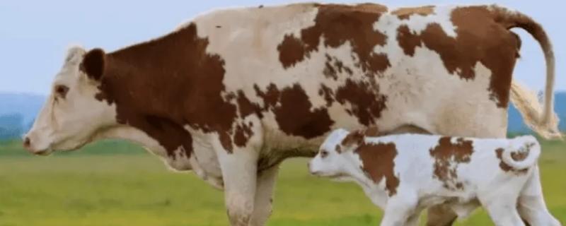 母牛怀孕到第几个月乳房会开始变大呢