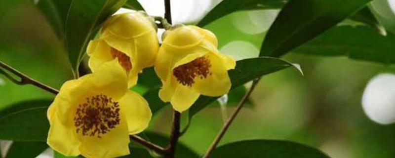 一斤金花茶的真实价格是多少，金花茶的种植前景到底如何